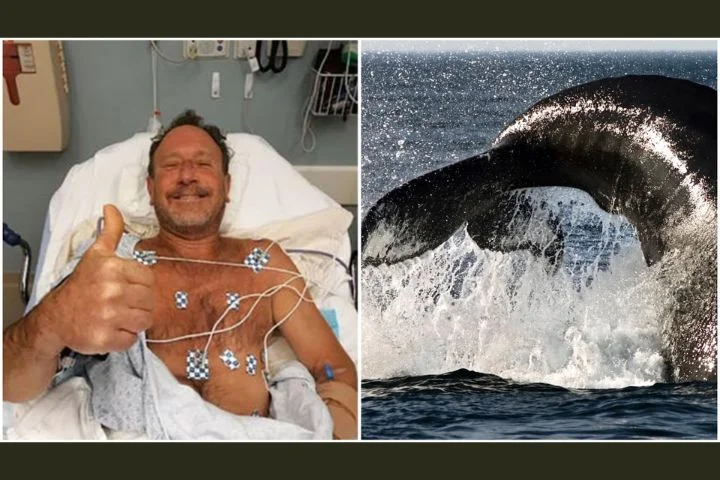 A Cape Cod Lobster Diver Was S-wallowed by a Humpback Whale—and Then Spat Back Out