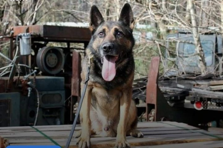 East Tennessee K-9 officer found de-ad after going missing following flood